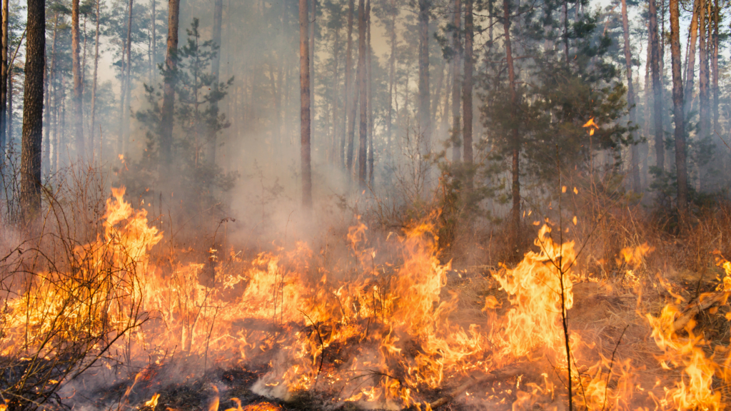 Wildfire in California